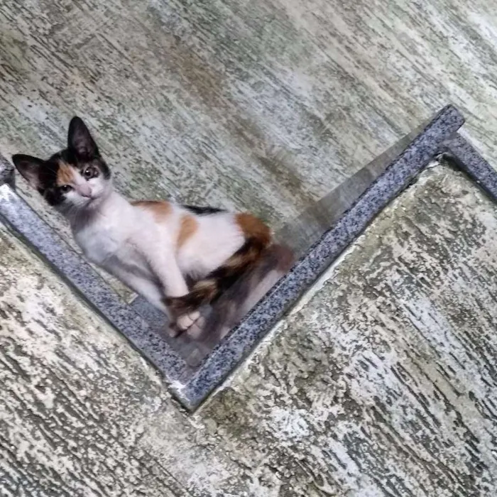 Gato ra a Indefinida idade 2 a 6 meses nome Ainda sem nome!