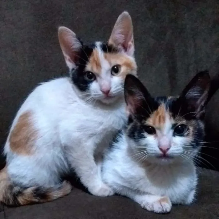Gato ra a Indefinida idade 2 a 6 meses nome Ainda sem nome!