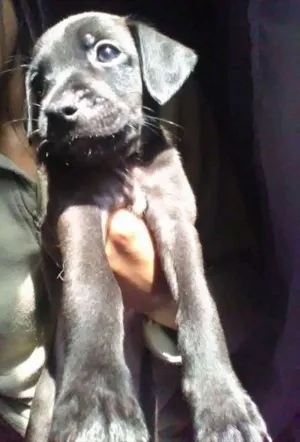 Cachorro raça  idade 2 a 6 meses nome Sem nome