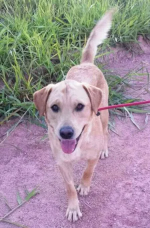 Cachorro raça SRD idade 1 ano nome Jack