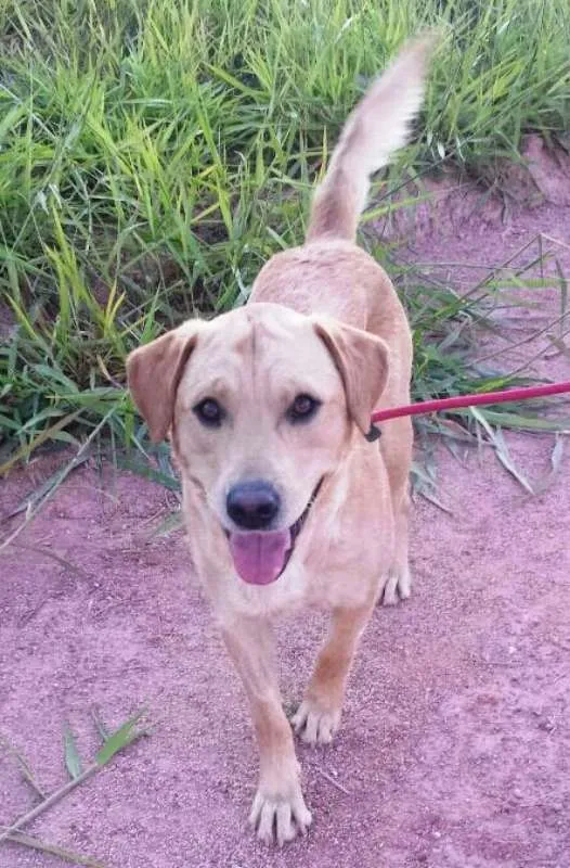 Cachorro ra a SRD idade 1 ano nome Jack