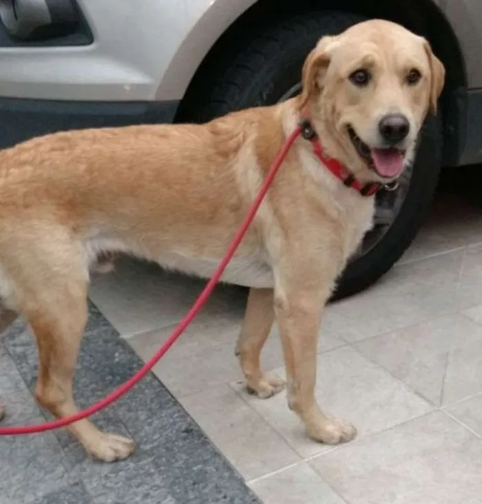 Cachorro ra a SRD idade 1 ano nome Jack