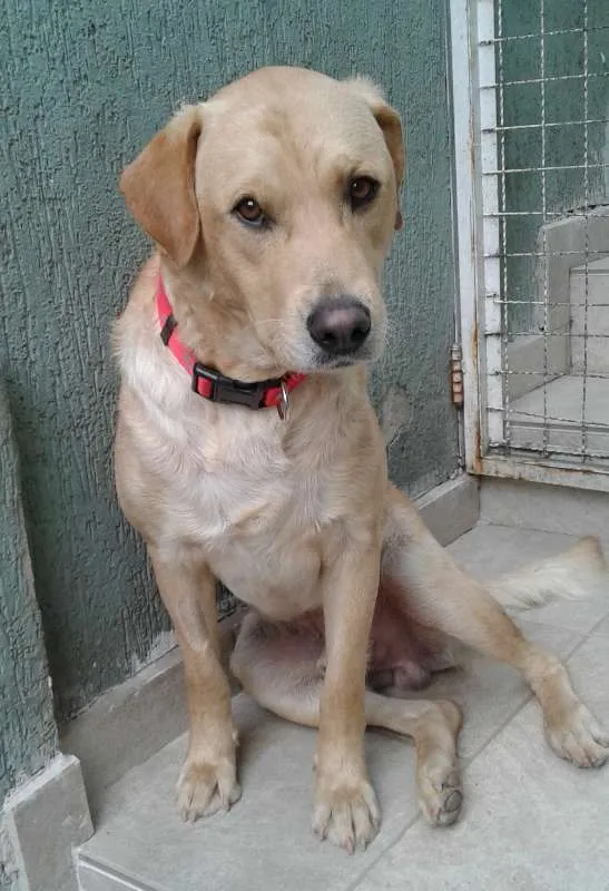 Cachorro ra a SRD idade 1 ano nome Jack