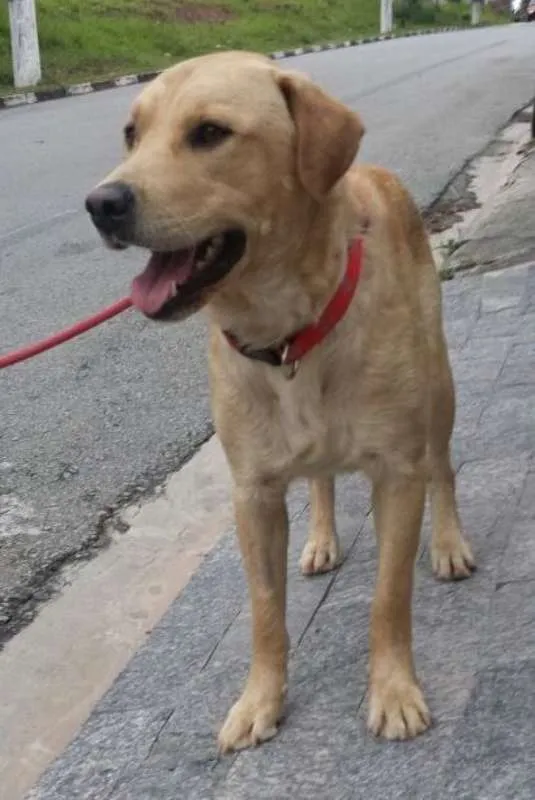 Cachorro ra a SRD idade 1 ano nome Jack