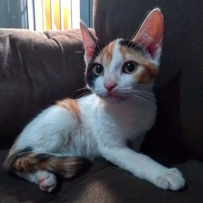 Gato ra a Indefinida idade 2 a 6 meses nome Sem nome!