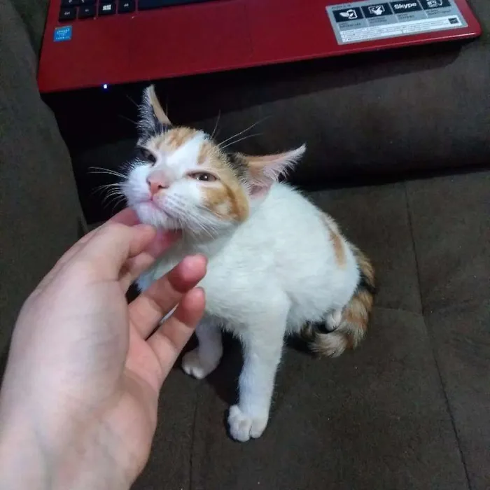 Gato ra a Indefinida idade 2 a 6 meses nome Sem nome!
