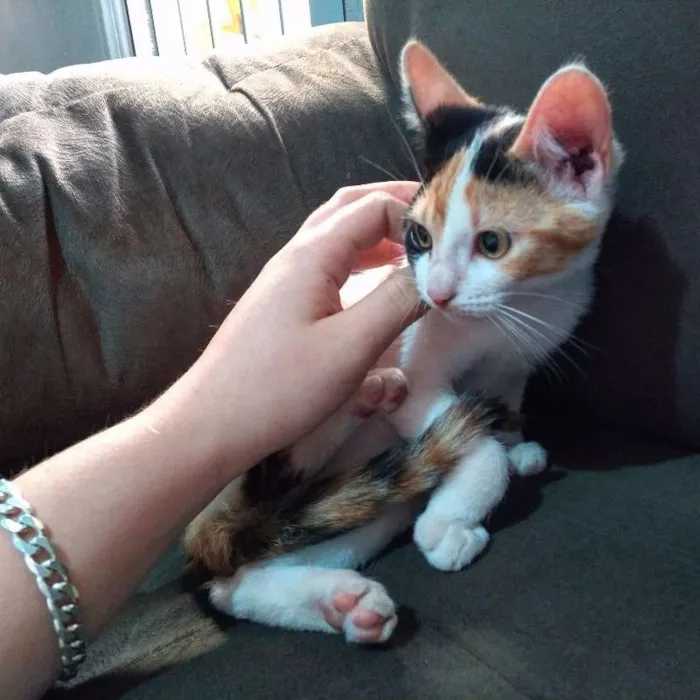 Gato ra a Indefinida idade 2 a 6 meses nome Sem nome!