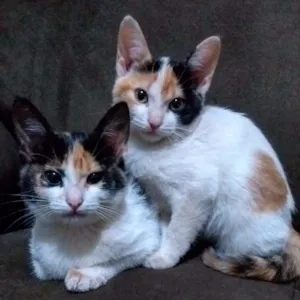 Gato raça Indefinida idade 2 a 6 meses nome Sem nome!