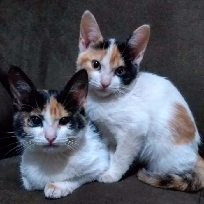 Gato ra a Indefinida idade 2 a 6 meses nome Sem nome!