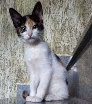 Gato raça Indefinida idade 2 a 6 meses nome Ainda sem nome!