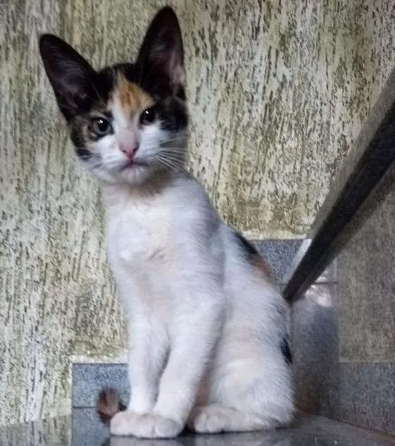 Gato ra a Indefinida idade 2 a 6 meses nome Ainda sem nome!