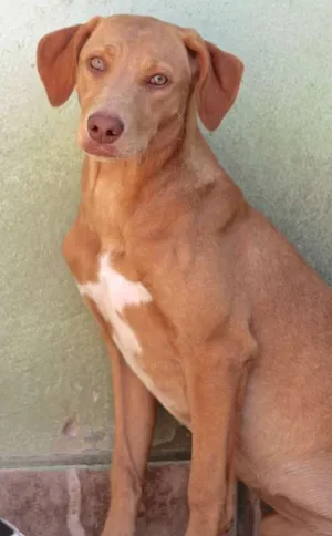 Cachorro raça  idade 2 a 6 meses nome Mel Filhote