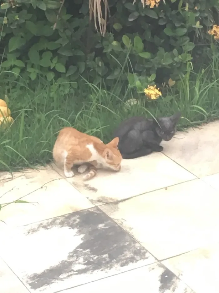 Gato ra a De rua idade Abaixo de 2 meses nome Inexistente