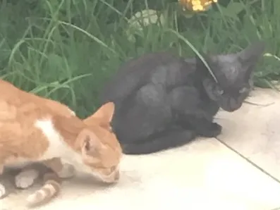 Gato ra a De rua idade Abaixo de 2 meses nome Inexistente