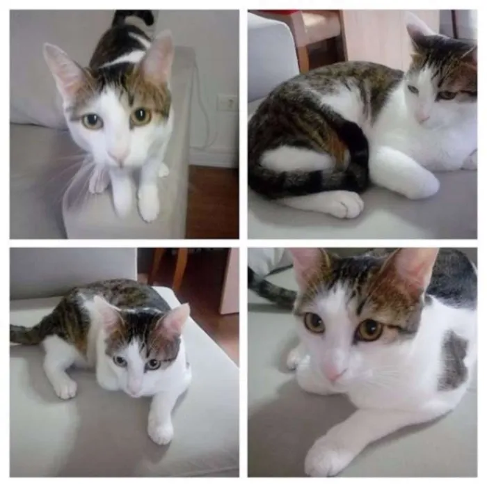 Gato ra a SRD idade 1 ano nome Buzz
