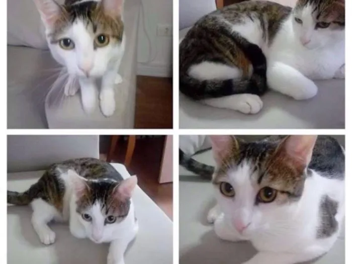 Gato ra a SRD idade 1 ano nome Buzz