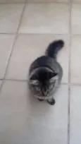 Peludo e Filhotão