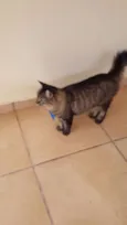 Peludo e Filhotão