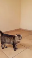 Peludo e Filhotão