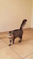 Peludo e Filhotão