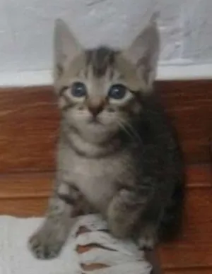 Gato raça Sem raça idade Abaixo de 2 meses nome sem nome