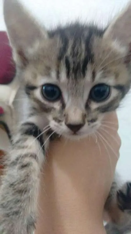 Gato raça Sem raça idade Abaixo de 2 meses nome sem nome