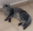 Peludo e Filhotão