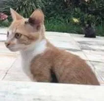 Gato raça De rua idade Abaixo de 2 meses nome Inexistente
