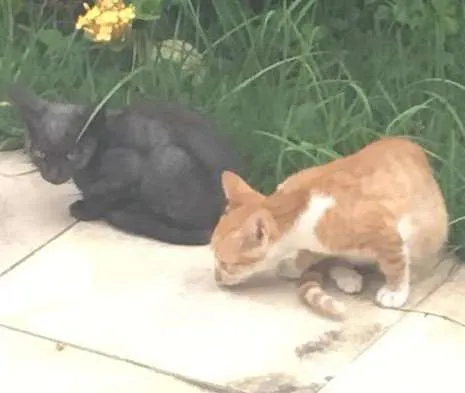 Gato ra a De rua idade Abaixo de 2 meses nome Inexistente