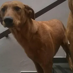 Cachorro raça Sem raça definida -  idade 6 ou mais anos nome Zé Bob