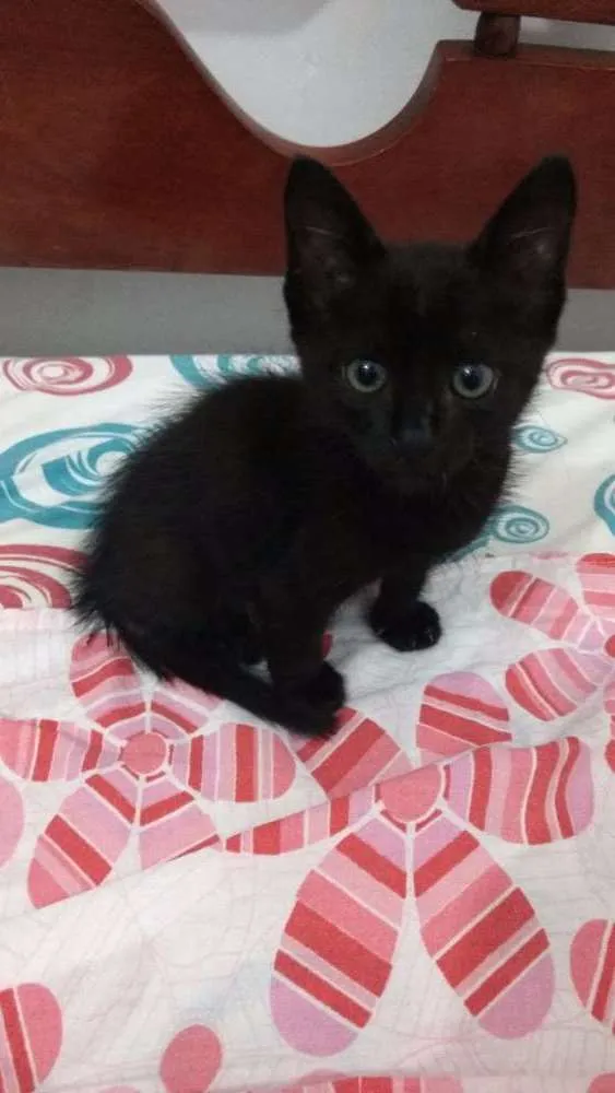 Gato raça Não sei idade 2 a 6 meses nome Fernandinho