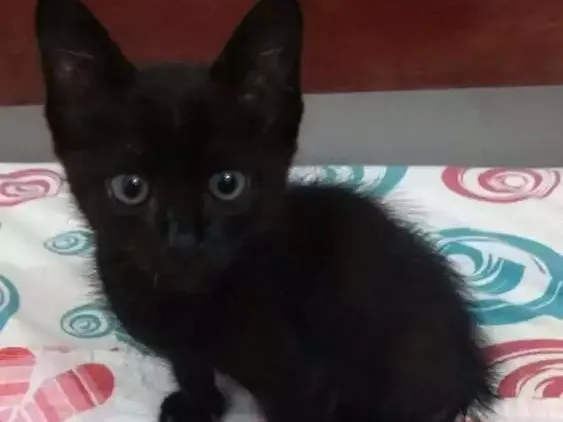 Gato raça Não sei idade 2 a 6 meses nome Fernandinho