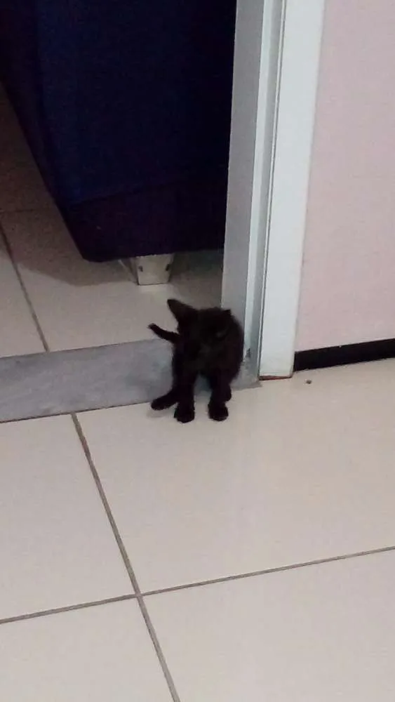 Gato ra a Pé Duro idade Abaixo de 2 meses nome Billy Black