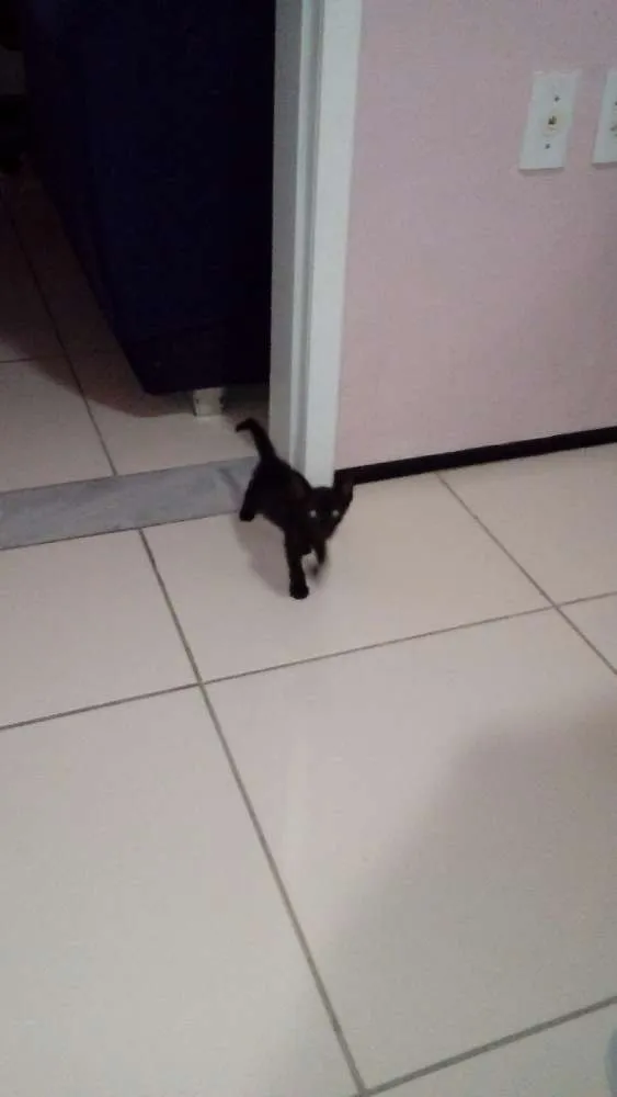 Gato ra a Pé Duro idade Abaixo de 2 meses nome Billy Black