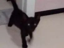 Gato ra a Pé Duro idade Abaixo de 2 meses nome Billy Black