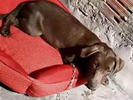 Cachorro ra a Não definida idade 7 a 11 meses nome Yang