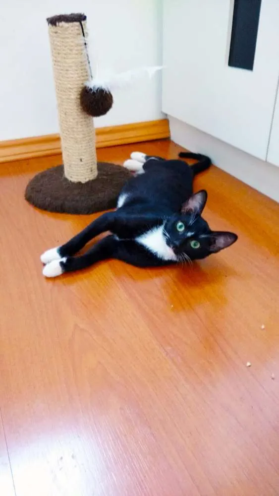 Gato ra a Srd idade 2 a 6 meses nome Thor
