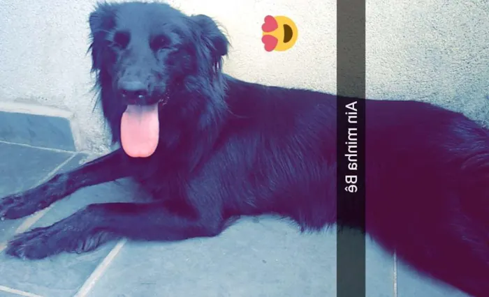 Cachorro ra a Vira-lata idade 2 anos nome Emily