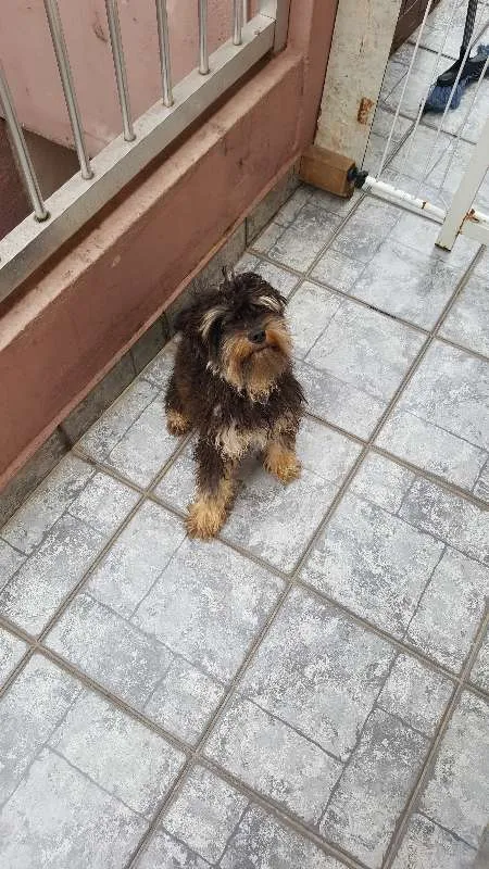 Cachorro ra a Mistico idade 1 ano nome Sem nome 