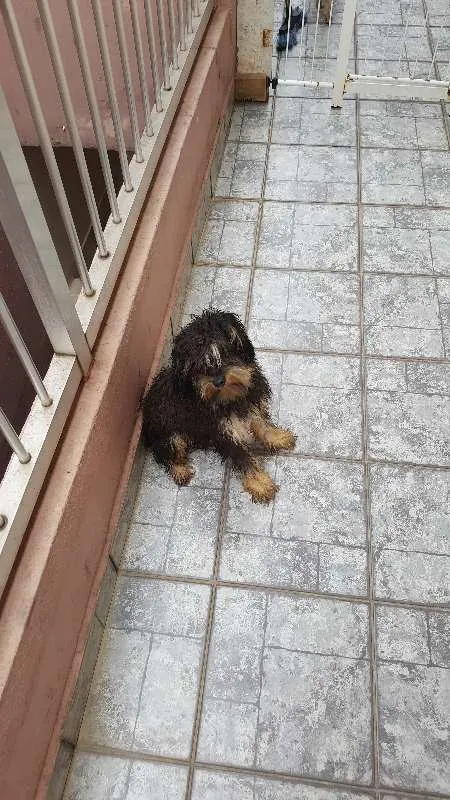 Cachorro ra a Mistico idade 1 ano nome Sem nome 
