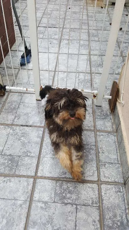 Cachorro ra a Mistico idade 1 ano nome Sem nome 