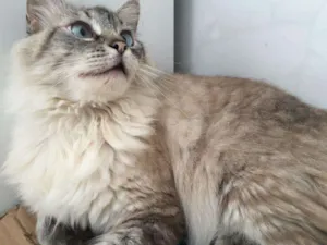 Gato raça Angorá idade 5 anos nome Bredy