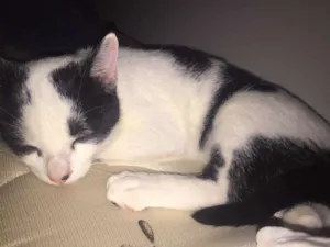 Gato raça  idade 2 a 6 meses nome Ice 