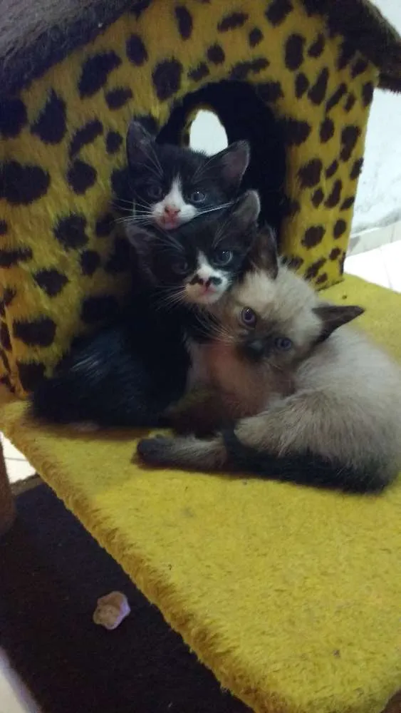 Gato ra a Ciames  e preto e branco idade 2 a 6 meses nome Não tem ainda 