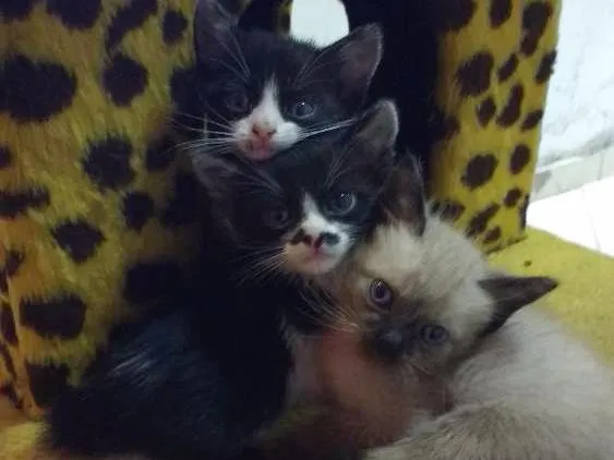 Gato ra a Ciames  e preto e branco idade 2 a 6 meses nome Não tem ainda 