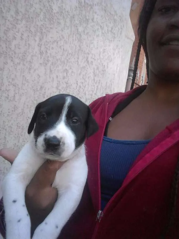 Cachorro raça SRD idade 7 a 11 meses nome Negresco