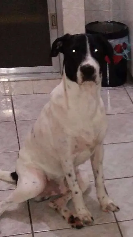 Cachorro raça SRD idade 7 a 11 meses nome Negresco