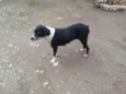 Cachorra