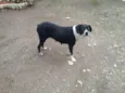 Cachorra