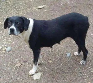 Cachorro raça  idade 2 anos nome Cachorra